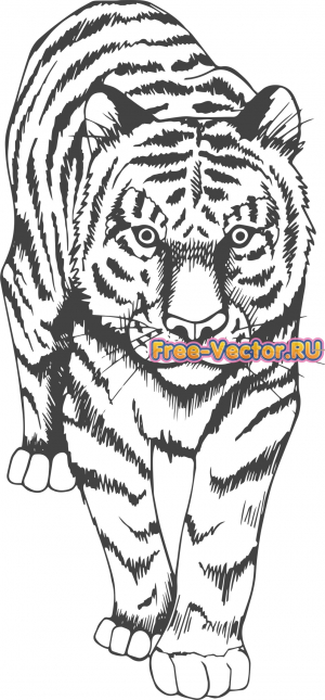 Тигр вектор cdr формат