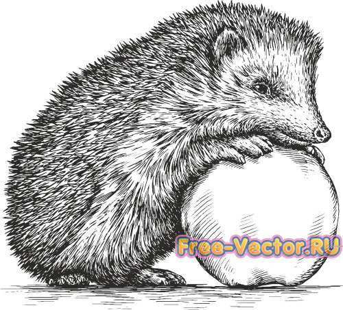 Ежик с яблоком вектор